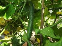 植付け 収穫状況は