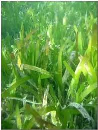 Image result for Cymodoceaceae