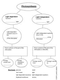 photosynthesis graphic organizer light dependent vs light independent reactions