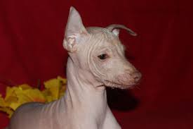 Post your classified ad for free in various categories like mobiles, tablets, cars, bikes, laptops, electronics, birds, houses, furniture, clothes, dresses for sale in pakistan. Mexican Hairless Dog For Sale In The City Of Stary Oskol Russian Federation Price Negotiated Announcement 3883