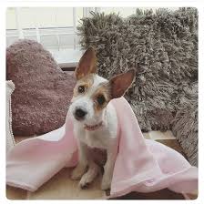 You can find us online doing an easy google search for mobile dog groomers near me, also by mobile grooming is often easier on your dog, as they don't have to go to a strange place to get groomed, and it saves you the effort of transportation. Pet Grooming Places Cheaper Than Retail Price Buy Clothing Accessories And Lifestyle Products For Women Men