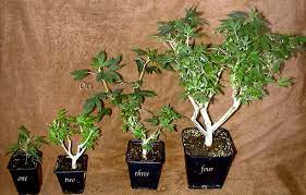 During the winter, your bonsai is dormant and the tree rests for the spring. How To Create A Bonsai Mother For Unlimited Clones Grow Weed Easy