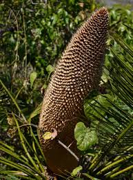 Image result for Helixanthera verruculosa