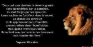 Sagesse Like A Lion Lion Life Lessons