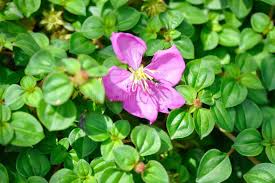 Image result for Dissotis alata