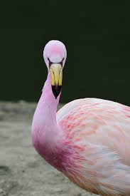 James's Flamingo - American Bird Conservancy