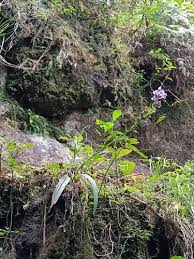 Image result for Brachycorythis buchananii