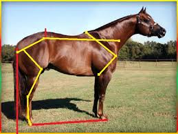 How to determine the weight of an american quarter horse? The Bad And The Ugly Halter Horses Hooves
