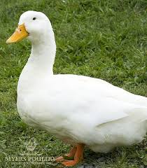 Return to oven and cook until slices begin to brown about 10 minutes. Ducks Ducklings For Sale Day Old Poultry Myers Poultry