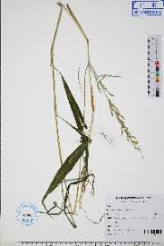 Image result for Setaria lindenbergiana
