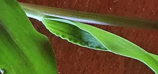 Image result for Eriochloa meyeriana