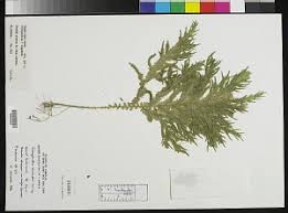 Image result for Selaginella versicolor