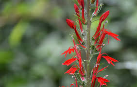 Image result for Fuirena sagittata