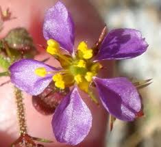 Image result for Fagonia isotricha