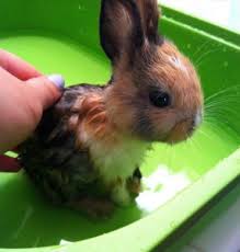 Try a dry bath to clean your bunny if he is not accustomed to a wet bath. How To Give Your Rabbit A Bath Rabbit Scout