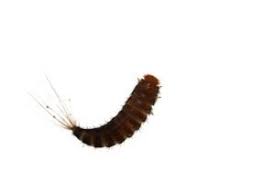 Raupenbestimmung raupen richtig bestimmen gartenrevue de sind diese tiere in ihrer wohnung? Pelzkafer Identifizieren Und Loswerden Das Tierlexikon De