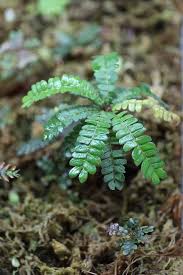 Image result for Biophytum