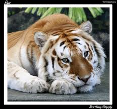 pets and animals golden tiger tiger pictures majestic animals wild animals photos