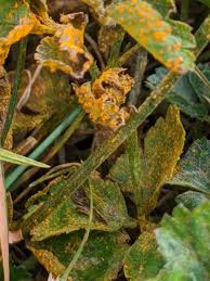Yellow fungus is more dangerous than white and black as it does not. What Is The Yellow Stuff On The Grass Lehighvalleylive Com