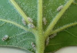 Check spelling or type a new query. Tigrul Platanului Corythucha Ciliata Botanistii