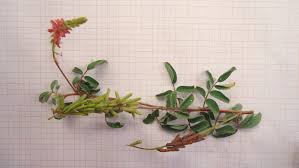 Image result for Indigofera hirsuta