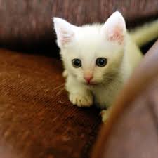 Distemper symptoms resemble the symptoms of several other diseases and may. Distemper Panleukopenia In Cats Veterinary Partner Vin