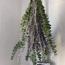 Shower Eucalyptus Bundle With Lavender Aromatherapy Shower Etsy In 2021 Eucalyptus Shower Shower Plant Eucalyptus Bundle