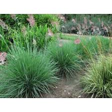 Image result for Melinis ambigua