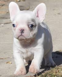 Proud to offer our litter of exotic french bulldog puppies. Jax White Blue Pied Merle Male Frenchieforsale Frenchie4sale Frenchbulldogforsale Frenchbulldog Fre French Bulldog Blue French Bulldog Frenchie Bulldog