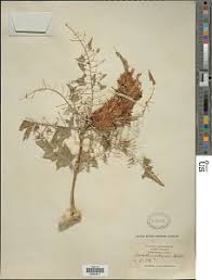 Image result for Acanthus mayaccanus