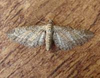 Image result for Eupithecia subumbrata
