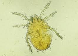 Image result for Trombicula autumnalis