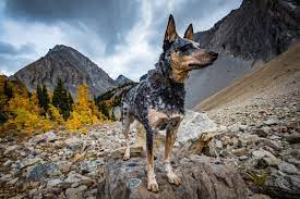 The australian cattle dog (also known as the 'queensland heeler', 'blue heeler', 'red heeler', or 'hall's heeler') comes from ireland—no, just kidding, australia. Australian Shepherd Blue Heeler Mix 5 Fun Facts You Need To Know Perfect Dog Breeds