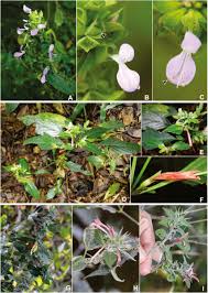 Image result for Dicliptera sp. C