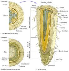 Botany Life Science Biomedical Carlson Stock Art Botany Root Structure Plant Science