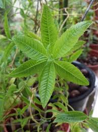 Images of lemon verbena alousia trifolia : Lemon Verbena Aloysia Citridora Typicalgardener S Blog