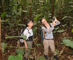 Image result for Trachyphrynium braunianum