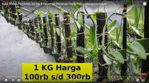 Check spelling or type a new query. Desamodern Com Suka Bisnis Pertanian Ini Dia 5 Tanaman Pertanian Yang Paling Menguntungkan