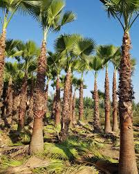 نخيل الواشنطنيا في السعودية 2026: الأسعار وطرق الزراعة والعناية