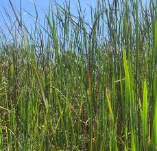 Image result for Blepharis reekmansii