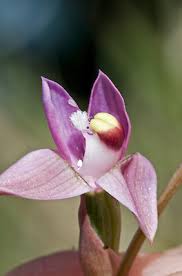 Image result for Lessertia pauciflora