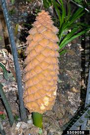 Image result for Encephalartos villosus