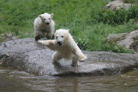 Erst im jahr 2010 wurde das. Zoo Munchen Tierpark Hellabrunn Tiergaerten De