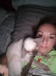 Bengal Cats' Favorite Relaxation Spots