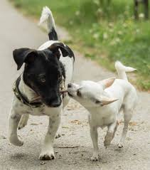 One of these problems is cardiomyopathy. Jack Russell Chihuahua Mix Could The Jack Chi Be Your Perfect Pet