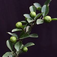 Image result for Flacourtia indica