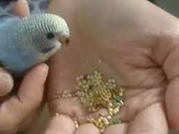 4 Week Old Baby Budgie Eating Out Of Hand Youtube