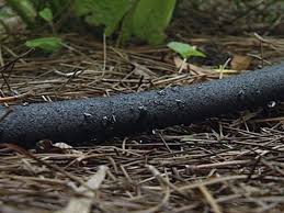 Your depth of application should be between 3 and 5 inches. How To Care For Strawberries How Tos Diy