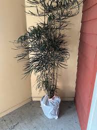 Image result for Plerandra