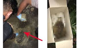 Secara umum sama dengan cara kerja obat hal ini dikarenakan pada usia kandungan 3 bulan, janin sudah terbentuk sebesar kepalan tangan orang. Teganya Hamil 6 Bulan Begini Cara Pelaku Gugurkan Kandungan Kubur Janin Di Halaman Rumah Tribun Pekanbaru